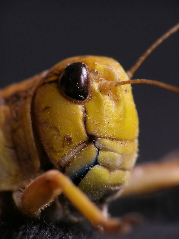 Schistocerca sp.