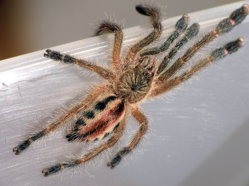 Iridopelma hirsutum