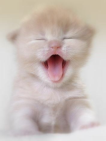 KoTek..;))