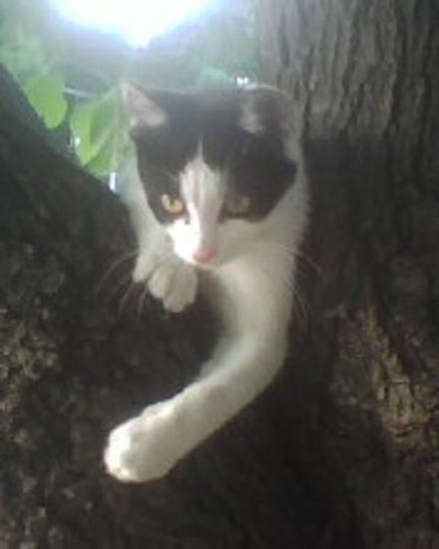 Jacu xD