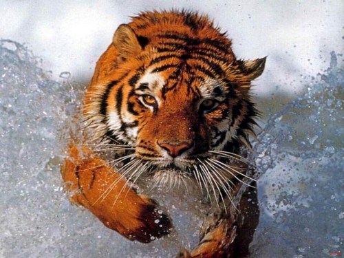 ~~~TiGeR~~~