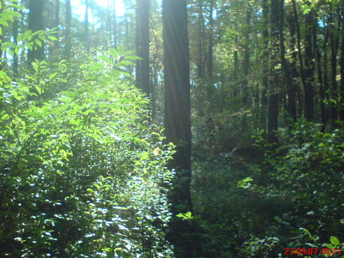in the forest