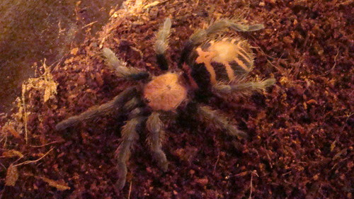 C.fasciatum