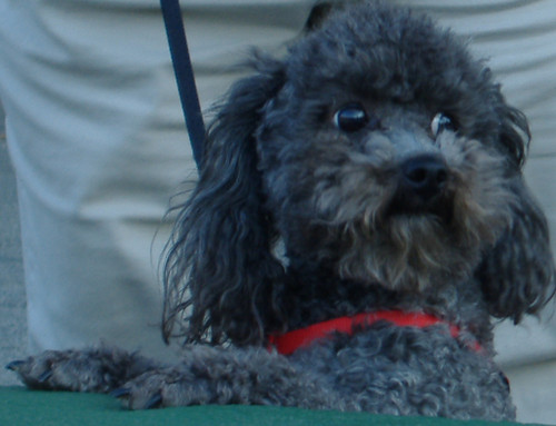 OMAR , the cute poodle