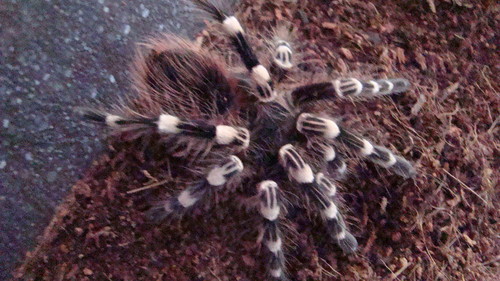 A.geniculata