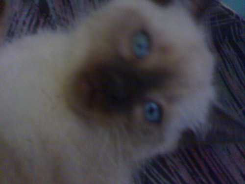kicia