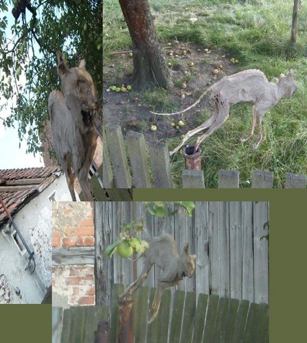 kotek