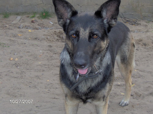 my dog