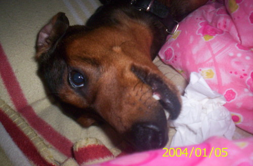 Dukat