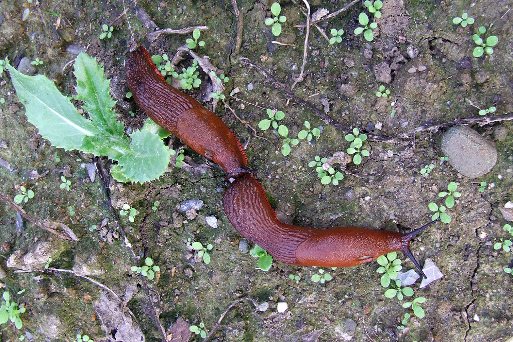 limaki