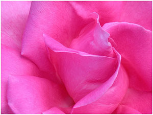 roze:)