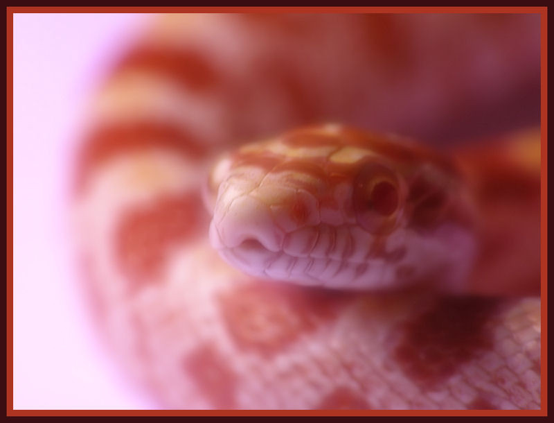 P. guttatus
