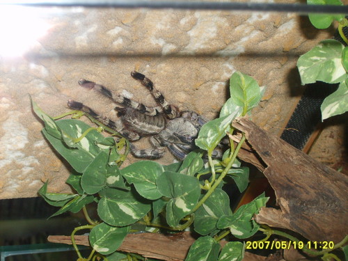 Poecilotheria Formosa 