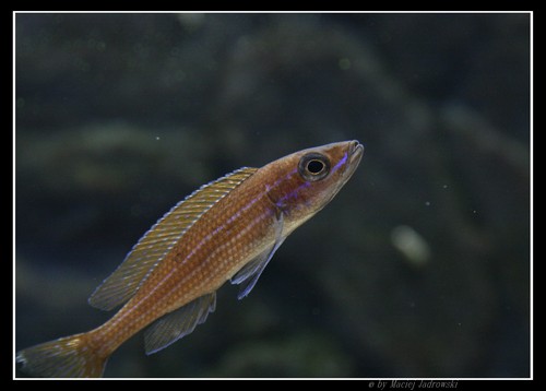Paracyprichromis Nigripinnis 