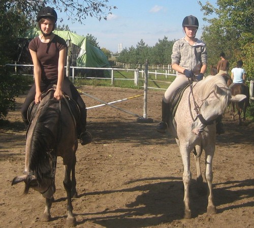 Niefotogeniczne krowy.