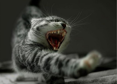 ^^ . . . KOCIAK. . . ^^