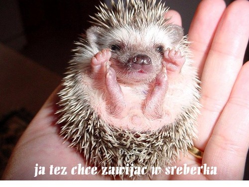 Y@n3K