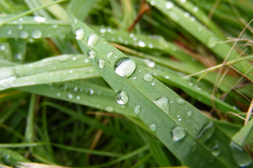 natura :)