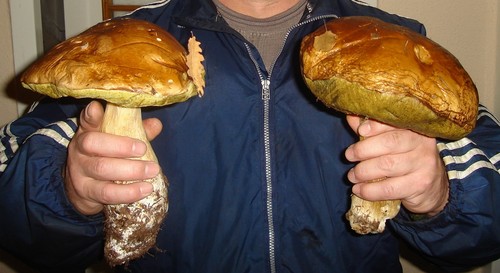 grzybobranie