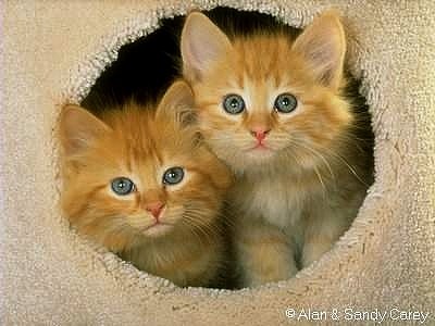 ^^...KOCIAK-i...^^