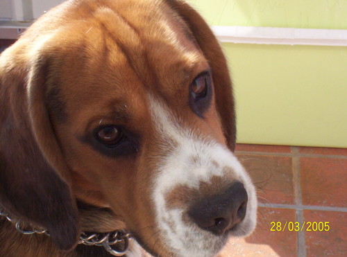  mj piesio        :):):)