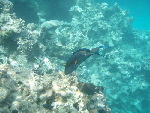 Egiipt