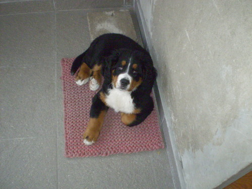 My dog