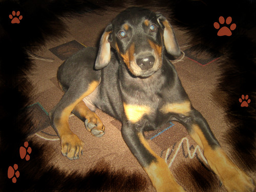 Pakus:)