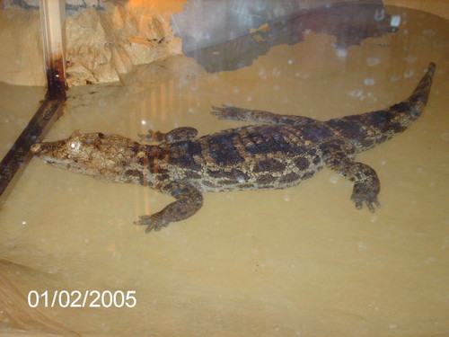 Malutki Aligator