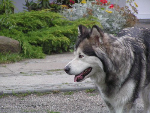 AKINA