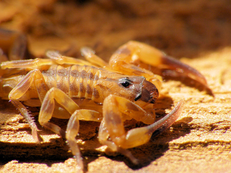 B. jacksoni