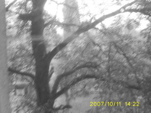 tree of trees