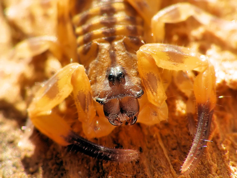 B. jacksoni