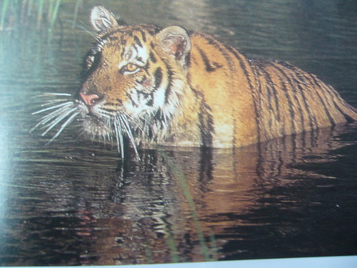 OoO zdjcie z Zoo xFF