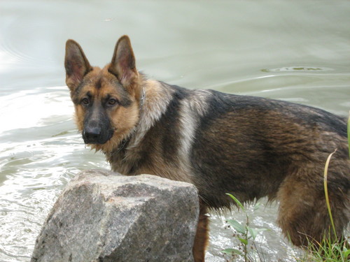 My dog