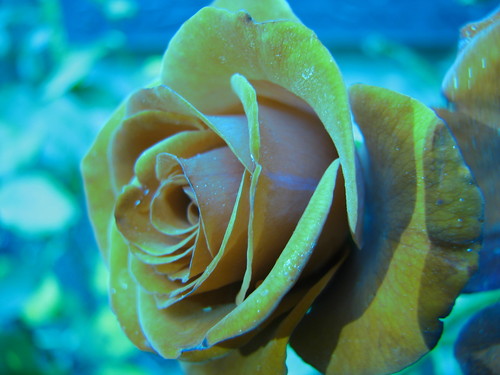 The language of flowers...