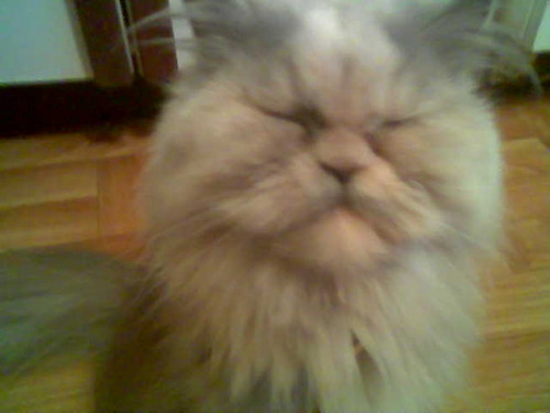 Bonia;*