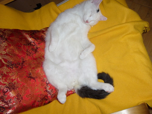 Puszek
