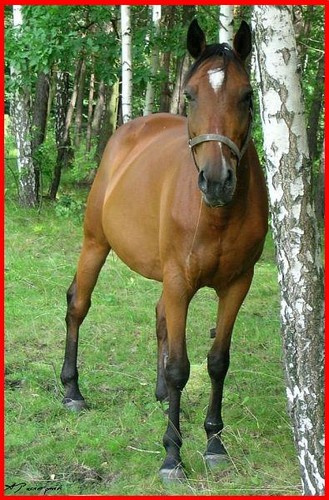 Konik ;p