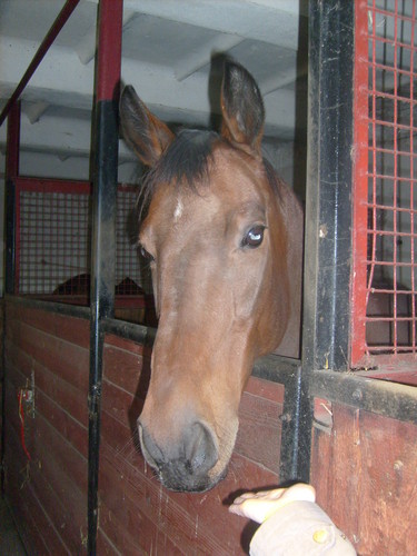 Konik