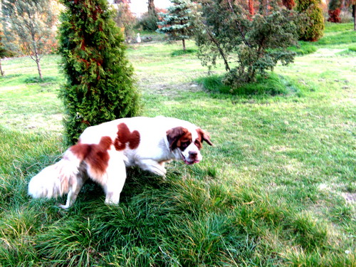 Tekila :D
