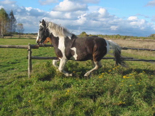 Apollo