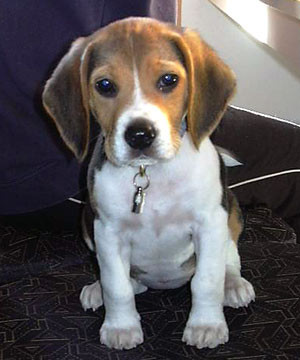 My dog
