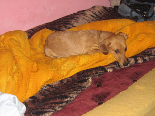 Sonia