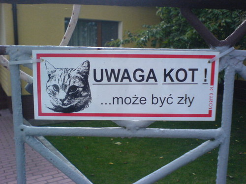 uwaga kot ! ...moe by zy... 