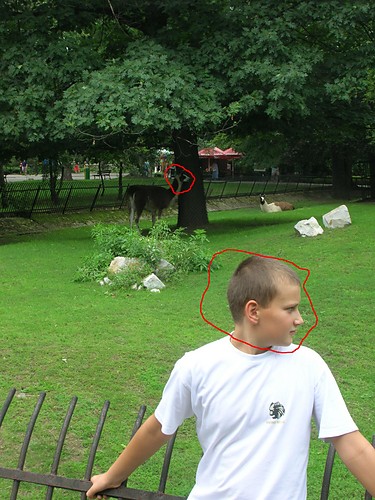 Donkey:)
