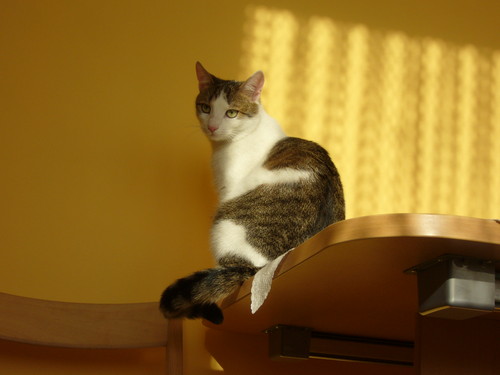 Junior