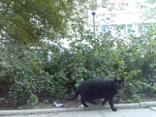Black Cat