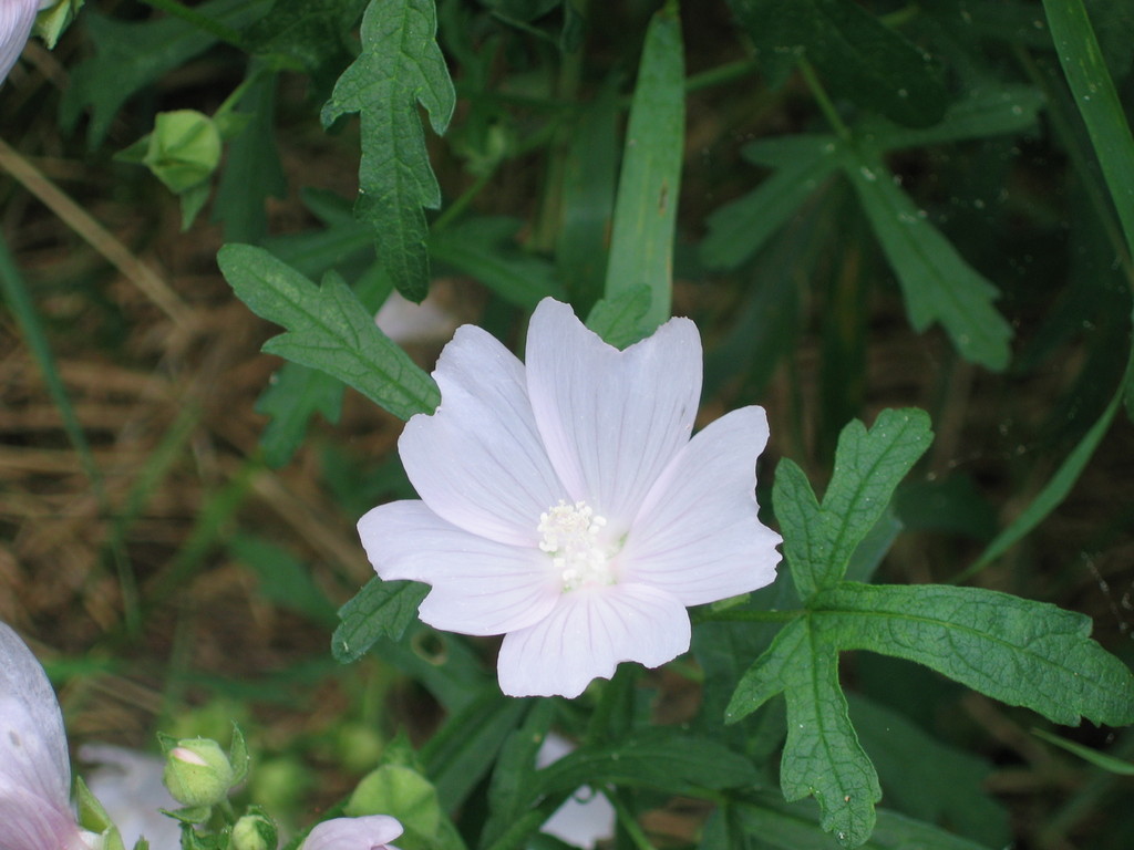 Odpylona Malwa