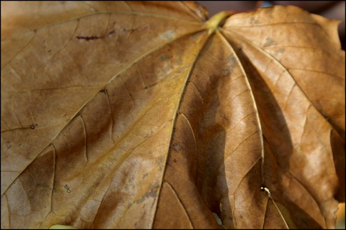 Leaf.